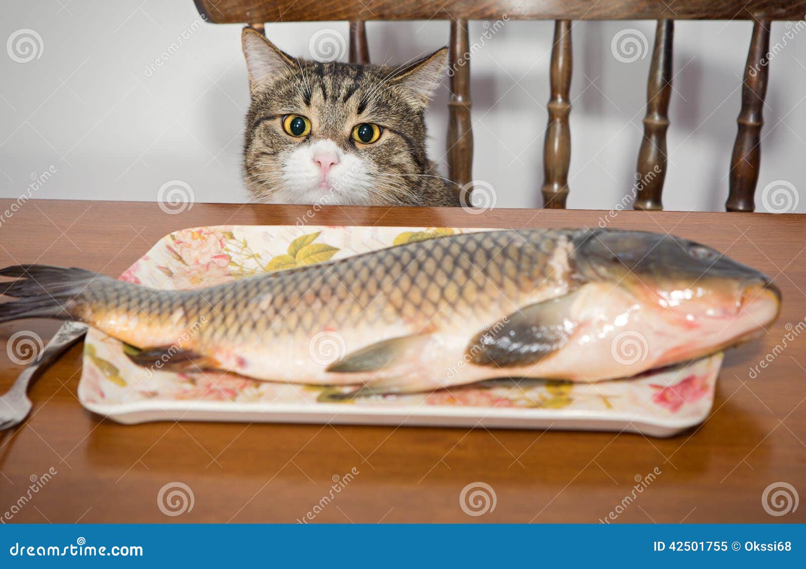 Cat and a big fish stock image. Image of hunger, fish 42501755
