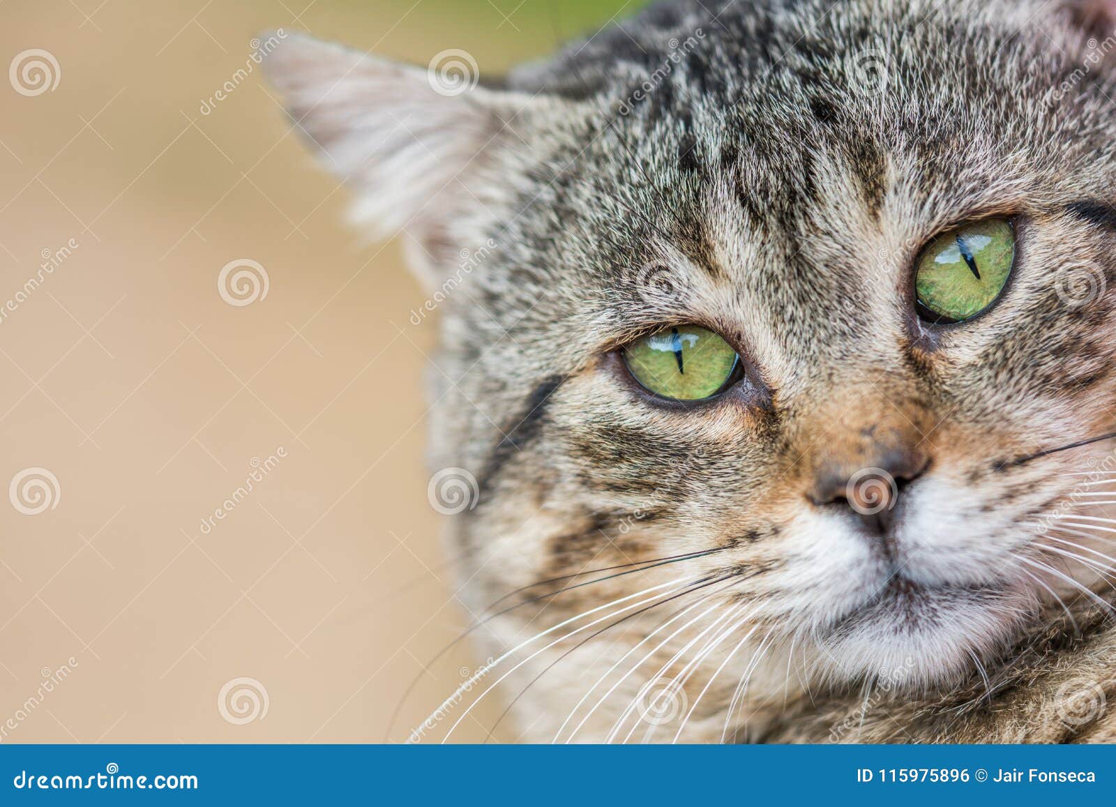 Cat with Big Green Eyes stock photo. Image of breed 115975896