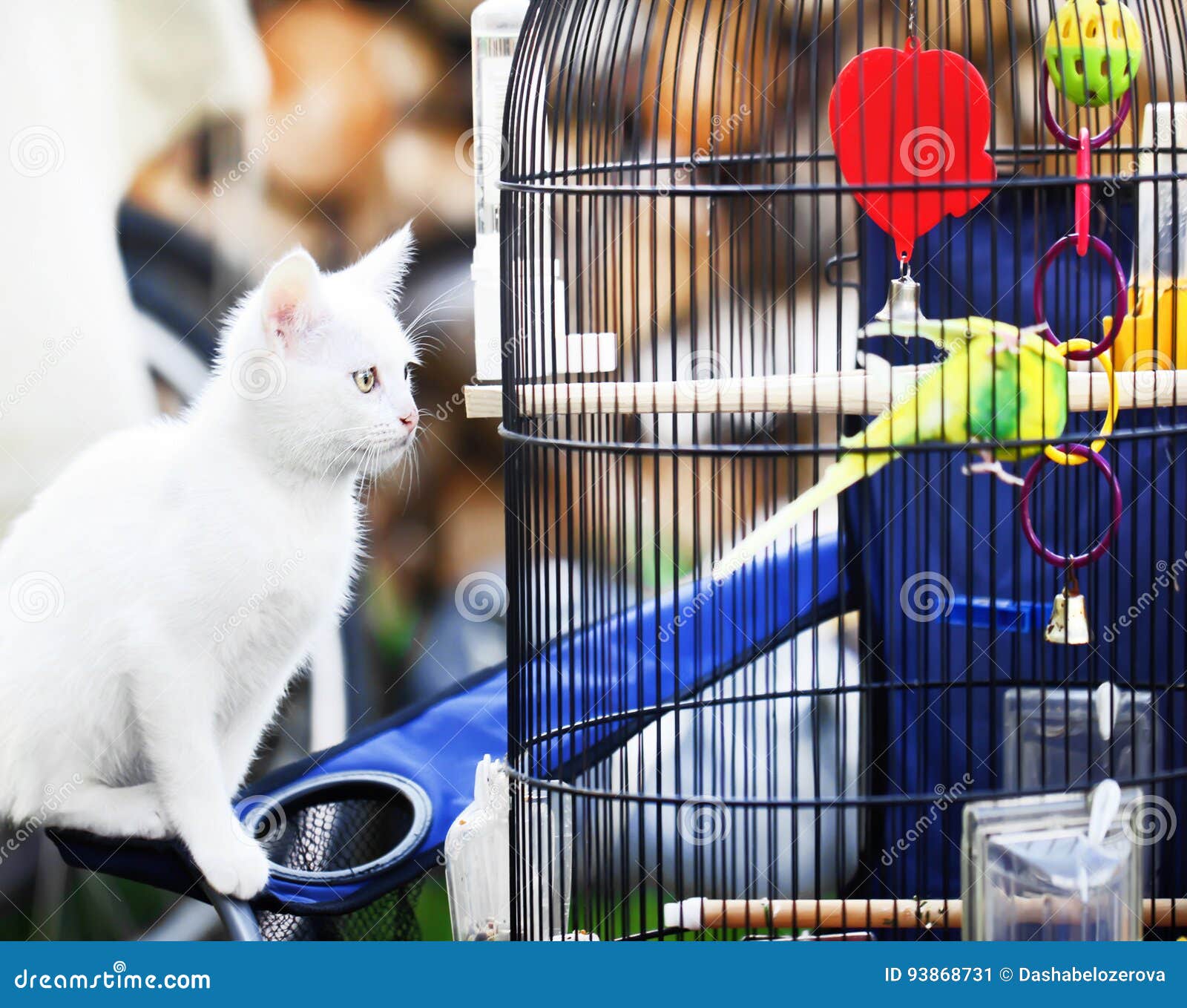 Cat about bird in cage stock image. Image of color, city 93868731