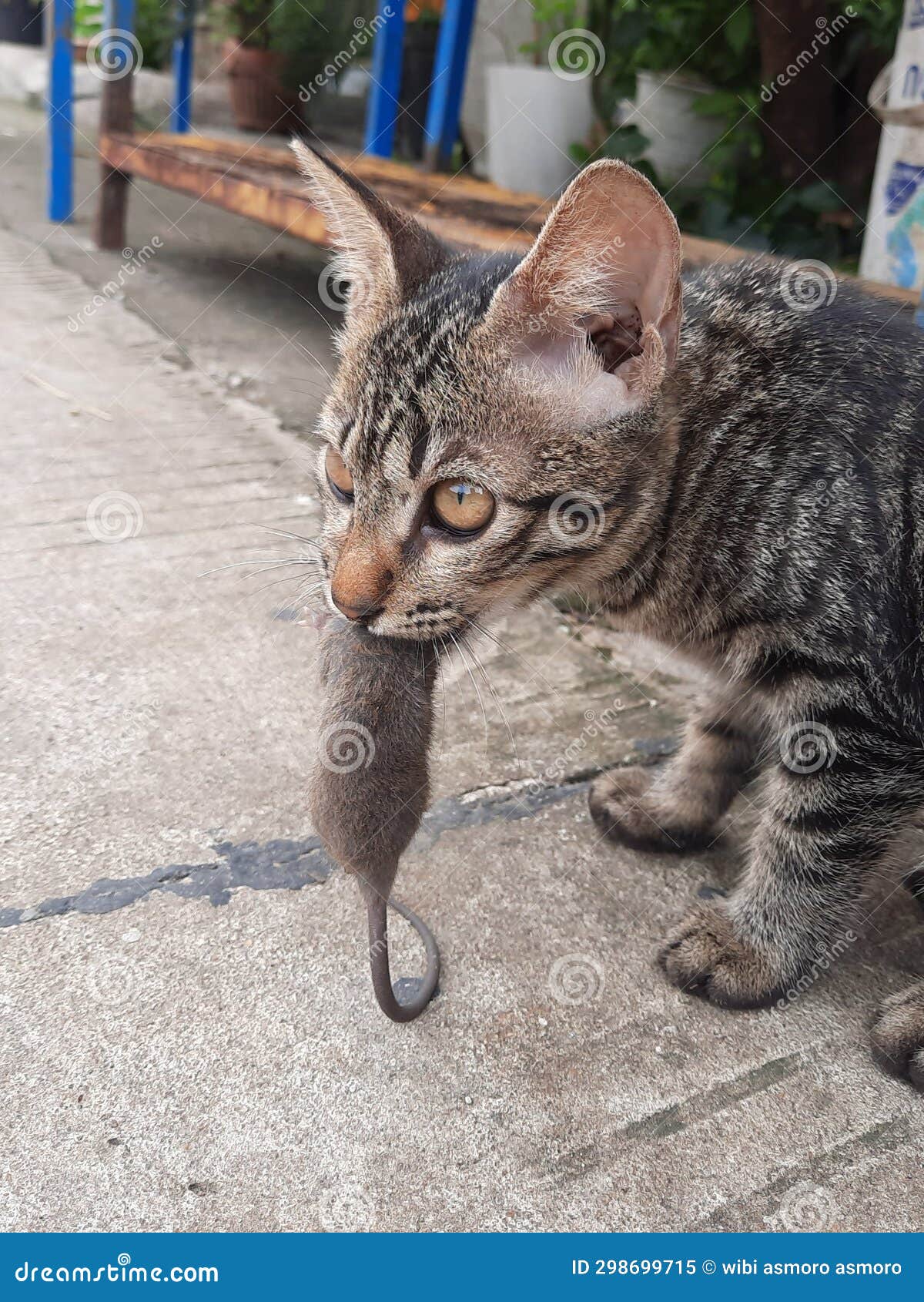 The Cat is Biting the Mouse Stock Image Image of nose, animal 298699715