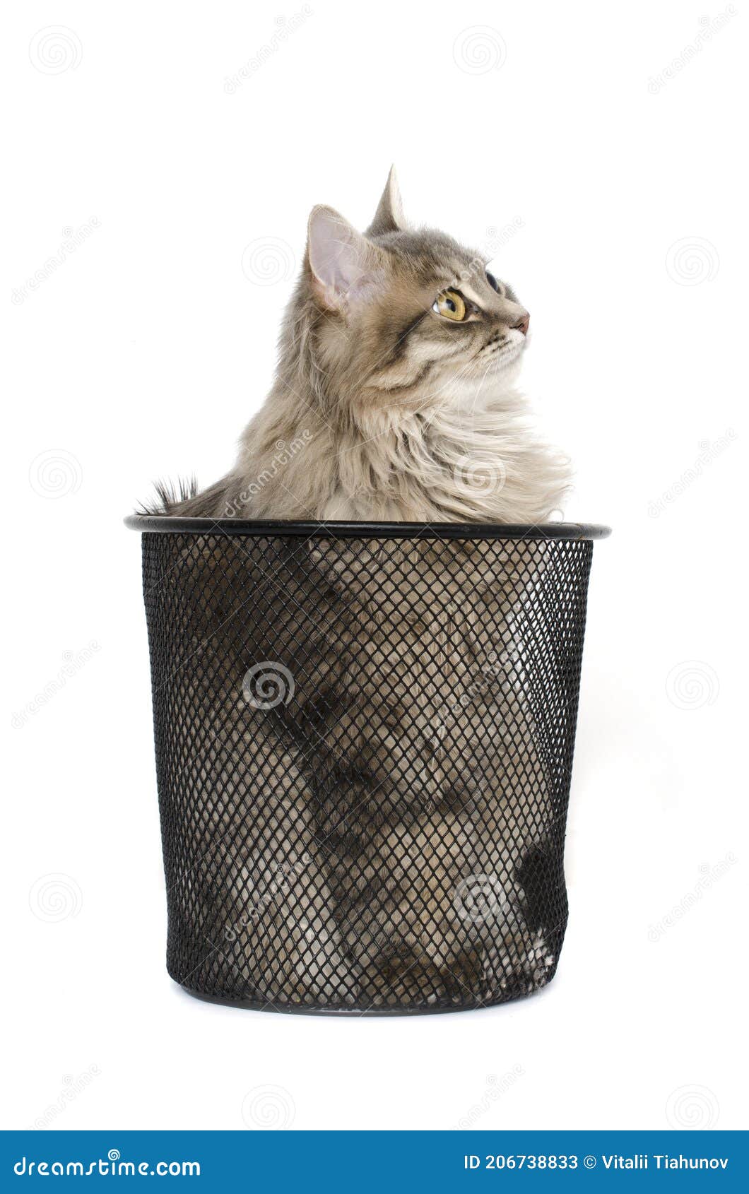 Cat in Black Rubbish Steel Waste Bin Stock Image Image of office