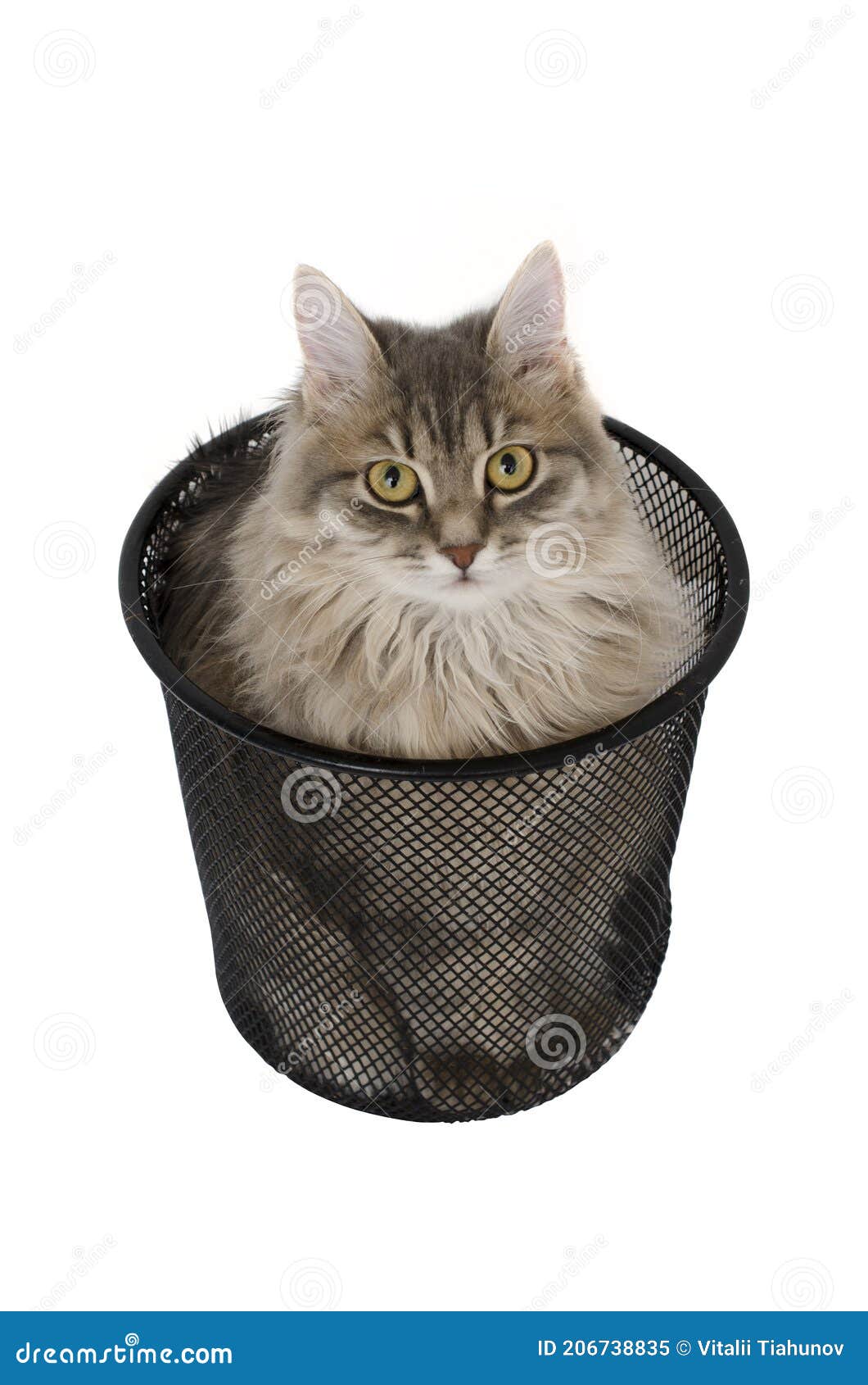 Cat in Black Rubbish Steel Waste Bin Stock Image Image of white