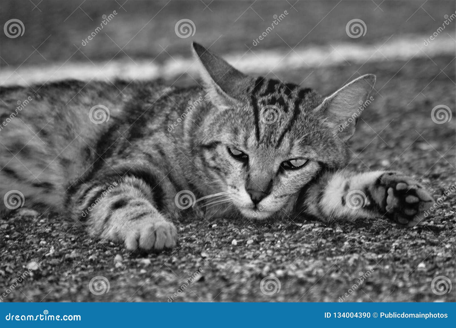 Cat, Black And White, Whiskers, Fauna Picture. Image 134004390