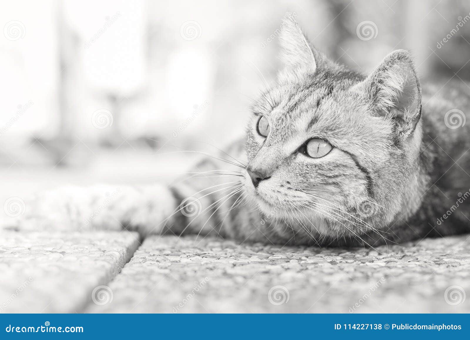 Cat, Black And White, Whiskers, Mammal Picture. Image 114227138