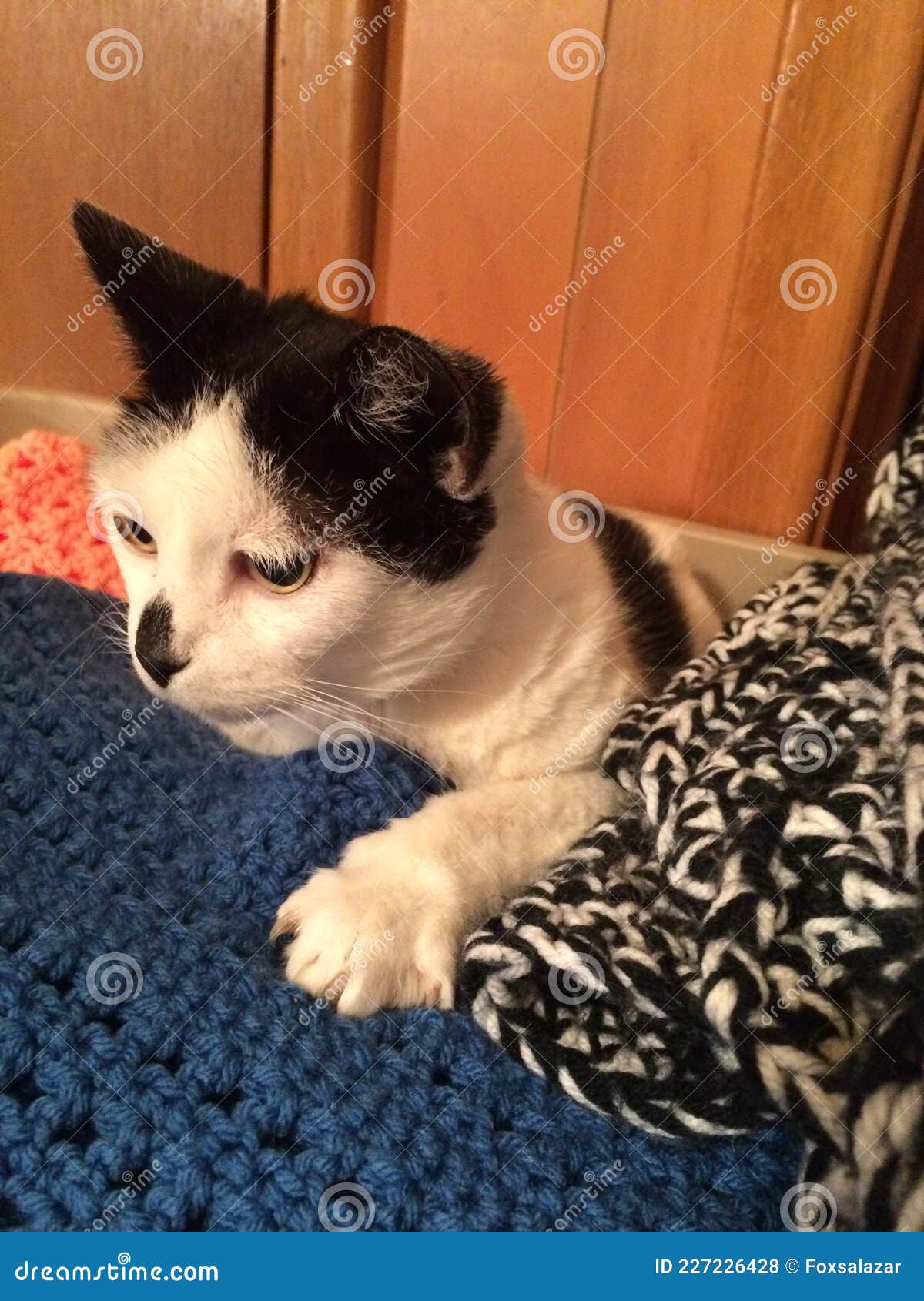 Cat on Blankets stock photo. Image of nose, crocheted 227226428