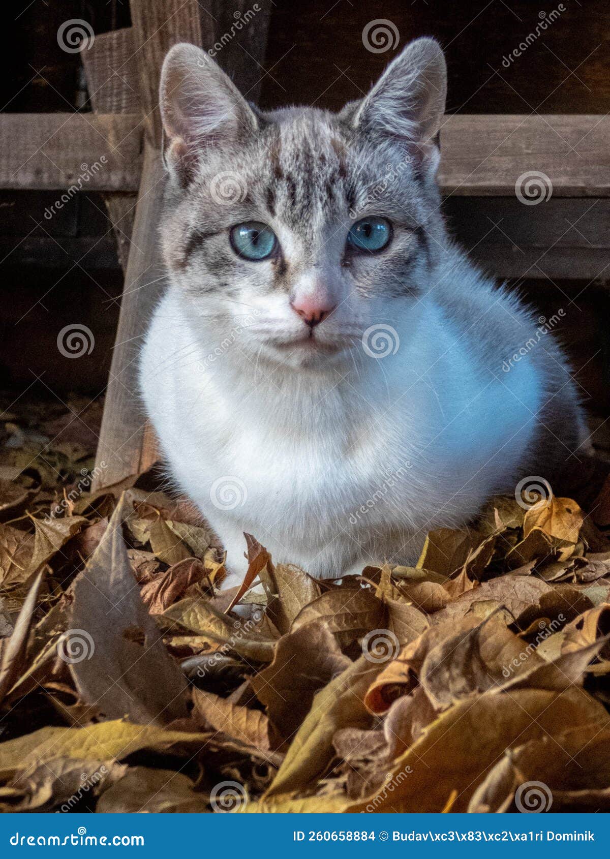 Cat With Blue Eyes Stock Photo Image Of Blue Animal 260658884 cat-with-blue-eyes-stock-photo-image-of-blue-animal-260658884