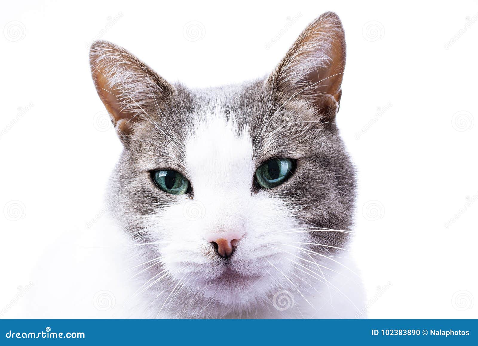 Cat With Blue Eyes Wallpaper Domestic Cat With Blue Eye Color Stock Photo Image Of Blue Isolated