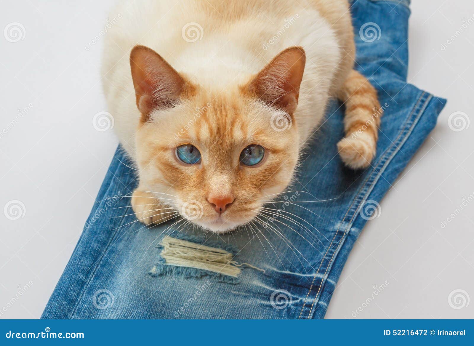 Cat on blue jeans stock photo. Image of clever, emotions 52216472