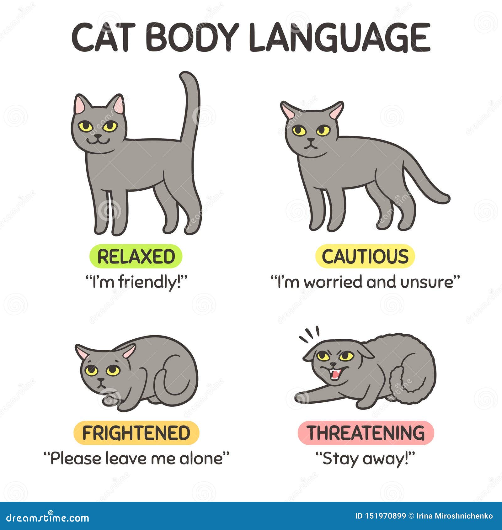 Cat body language stock vector. Illustration of kitty 151970899