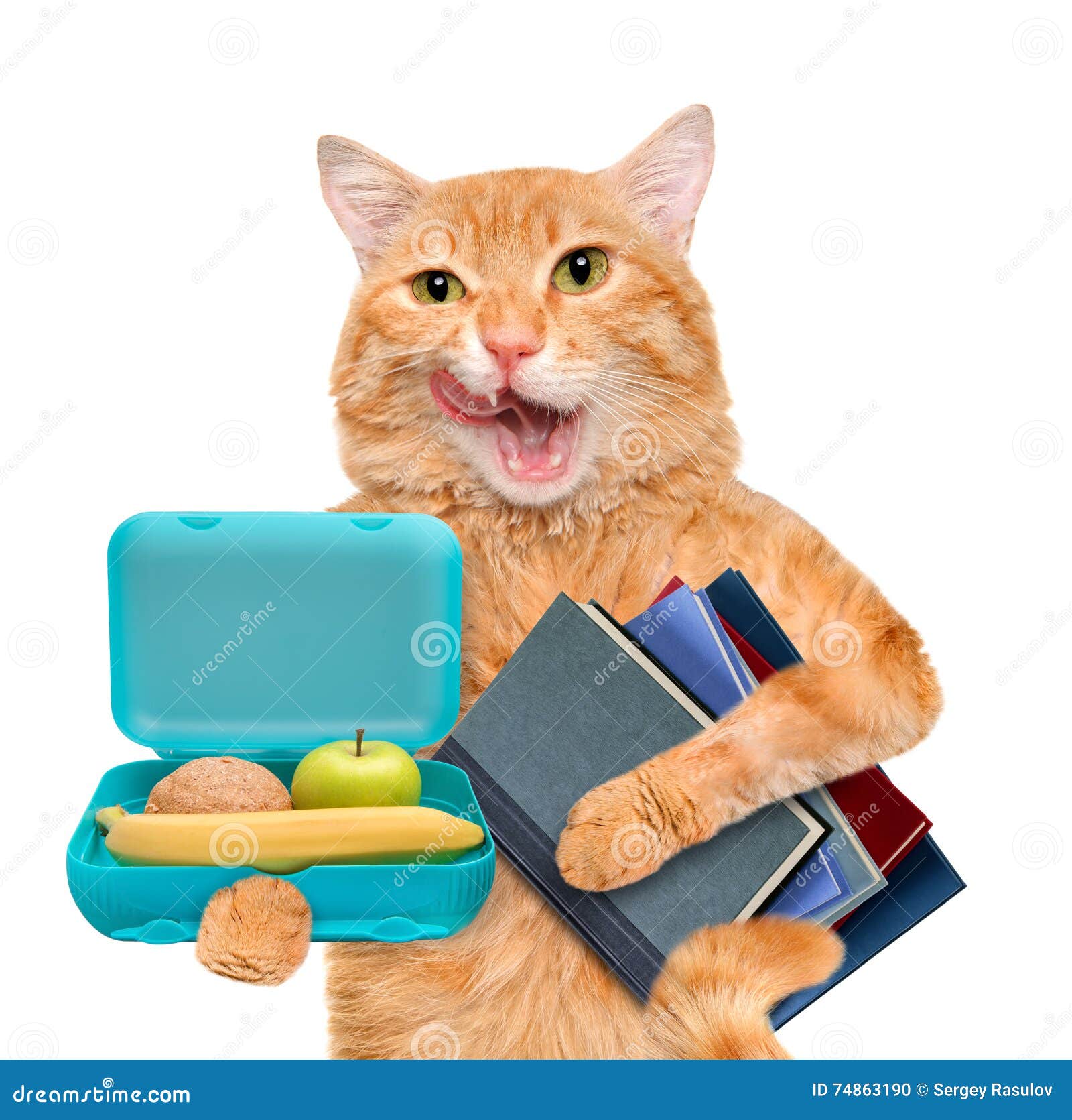 Cat with Books and School Lunch Box. Stock Photo Image of humor