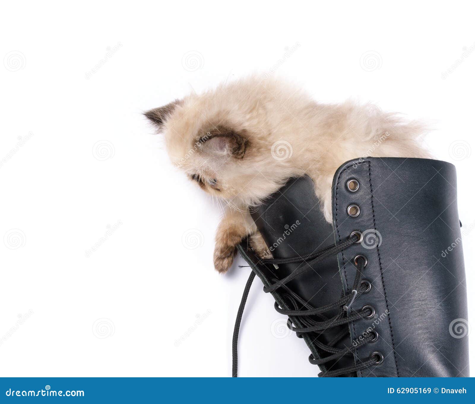 Cat in Boots - Himalauan Cat in Combat Boot Stock Image - Image of ...
