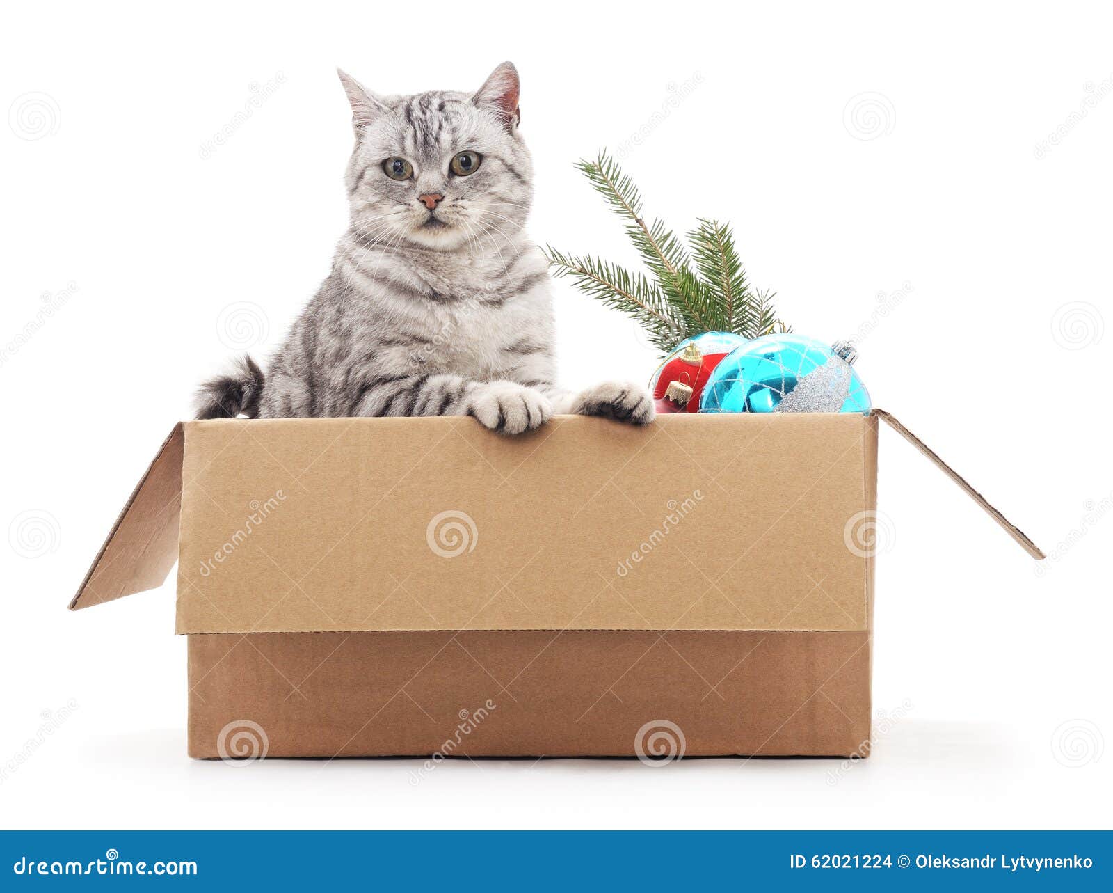 Cat in a Box with Christmas Decorations. Stock Photo Image of