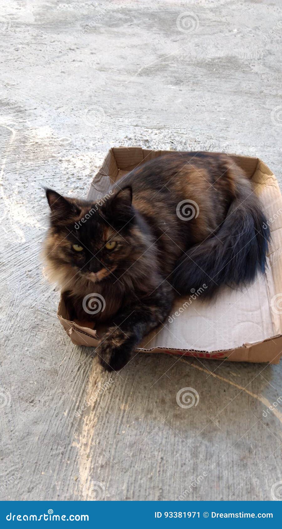 cat and box