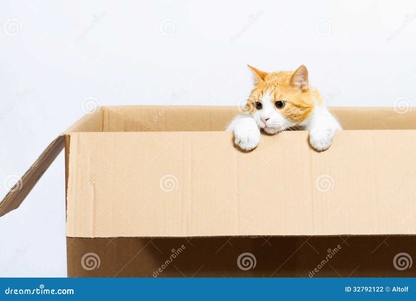 Cat In The Box Stock Photo Image Of Vacation Young 32792122