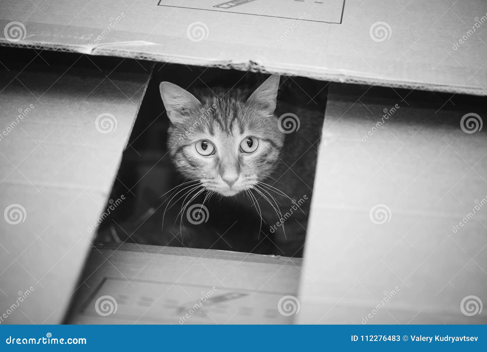 Cat in the Box stock image. Image of adorable, parcel 112276483