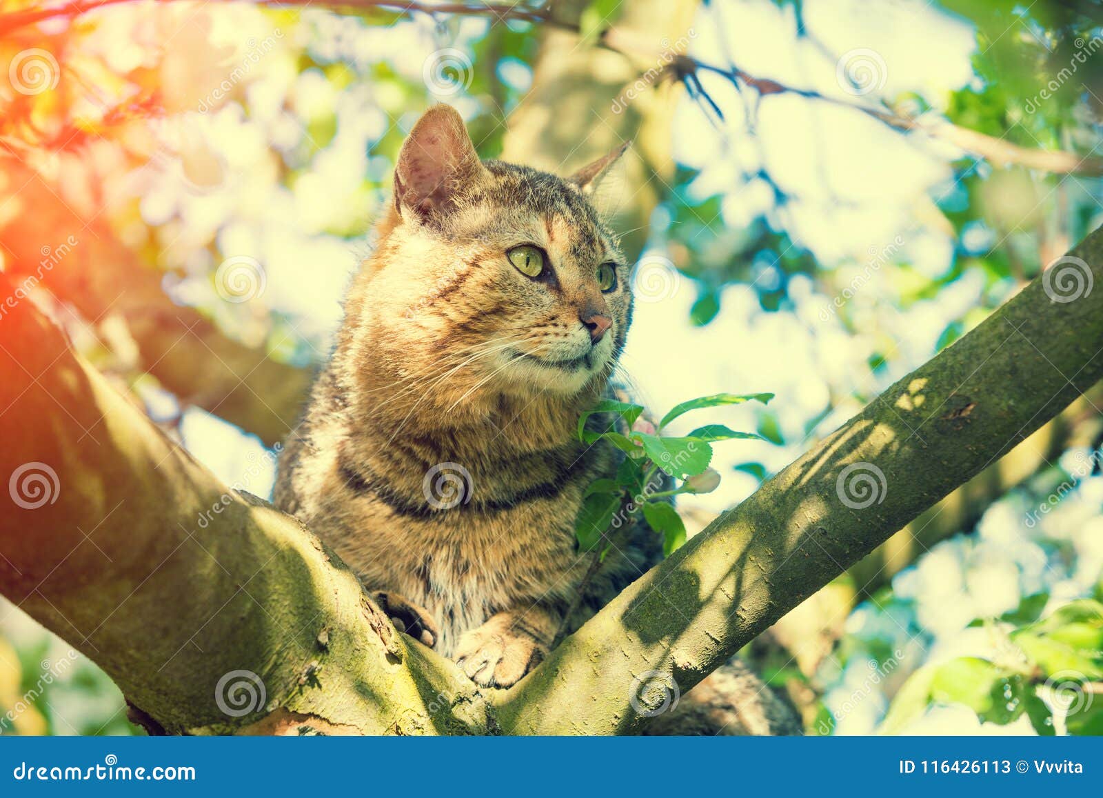 Cat on a Branch of an Apple Tree Stock Image Image of plant, branch
