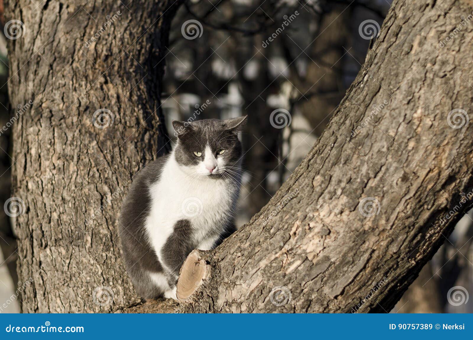 Cat on the branch stock image. Image of lovely, sunny 90757389