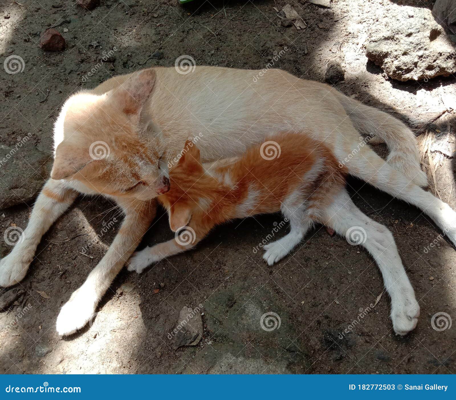 Cat that is breastfeeding stock image. Image of rodent 182772503