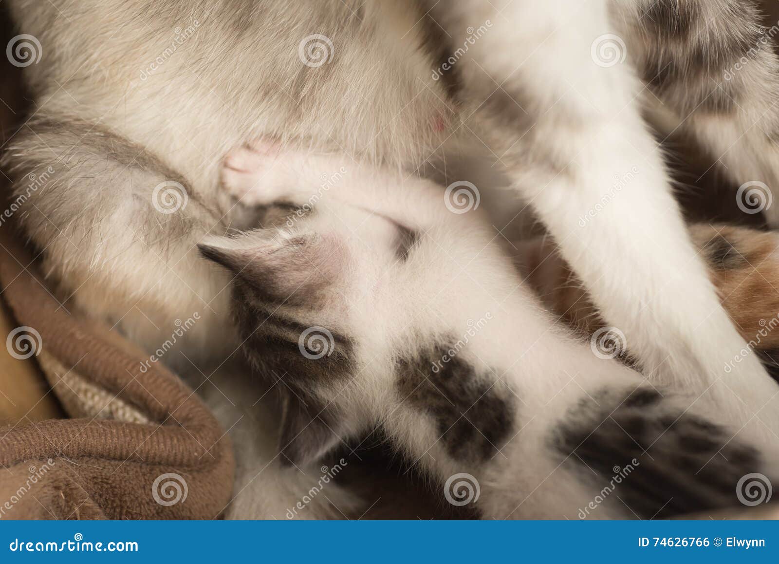 Cat Breastfeeding Her Child Stock Photo Image of family, mammal 74626766