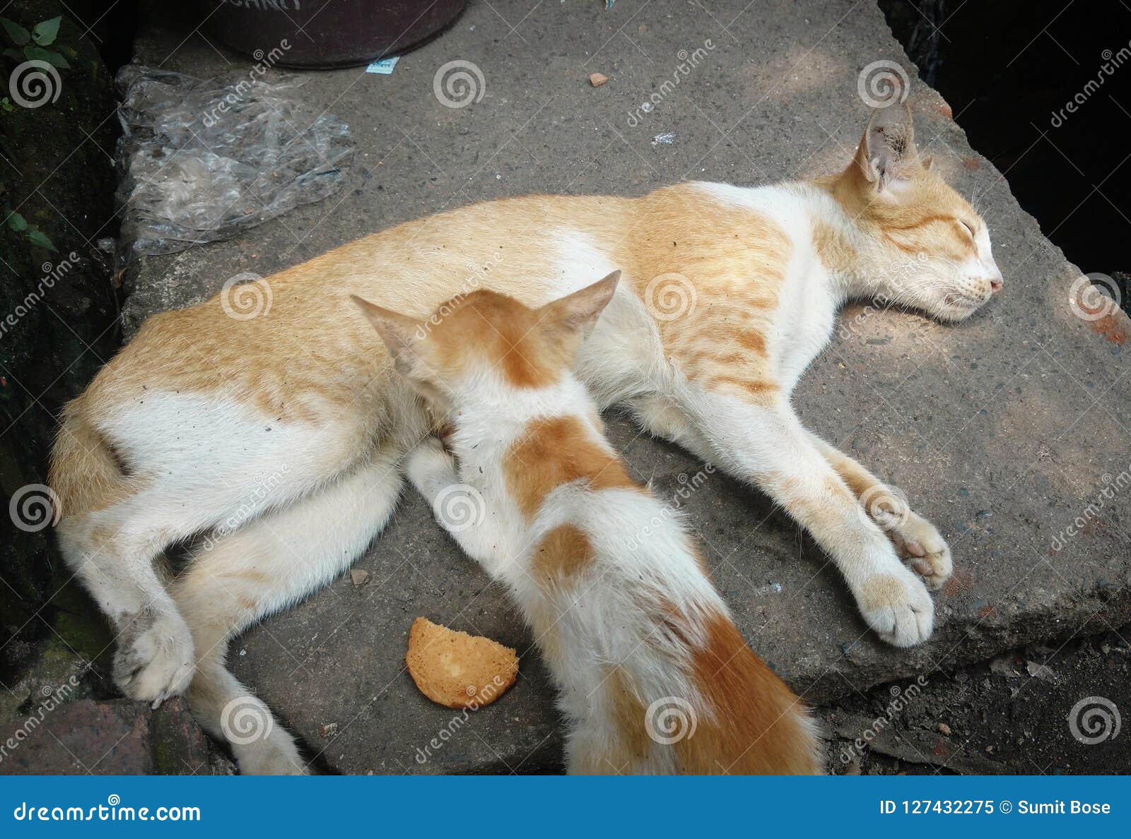 A Cat Breastfeeding Her Kitten Stock Image Image of mother, cute