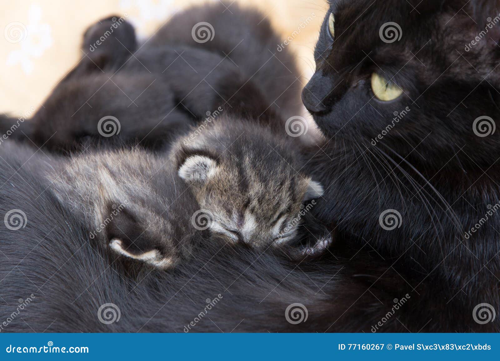 Cat breastfeeding kittens stock image. Image of cute 77160267