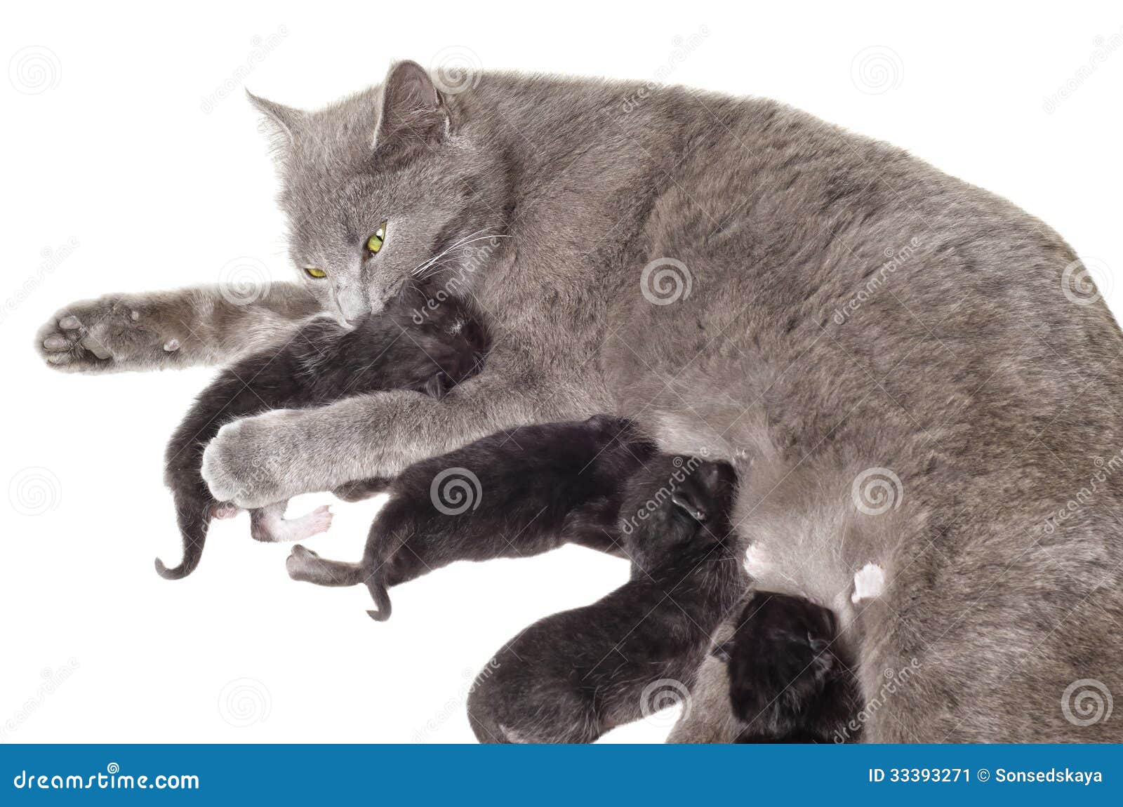 breast fed cat Breast fed cat