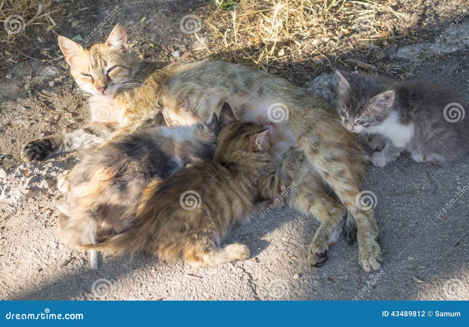 Cat breastfeeds kittens stock photo. Image of fluffy 43489812