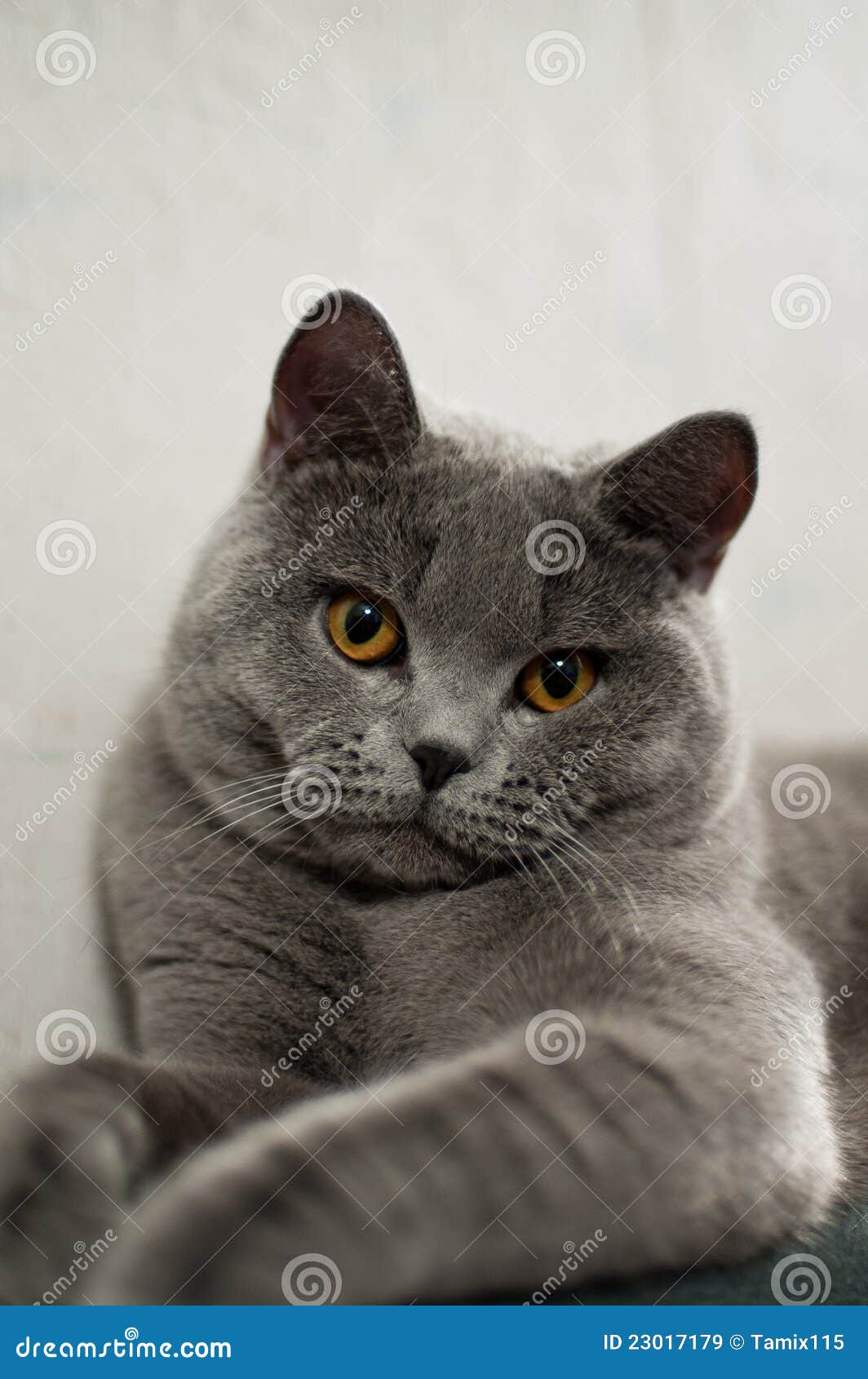 Cat Breed British Shorthair Blue Stock Image Image of affectionate