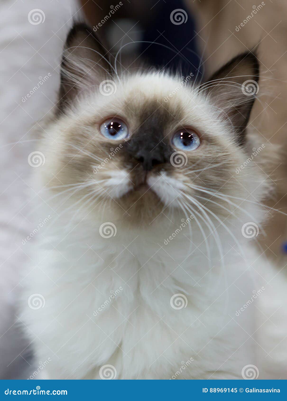 Cat Breed Siberian Neva Masquerade Stock Image Image Of Eyes Companion 88969145