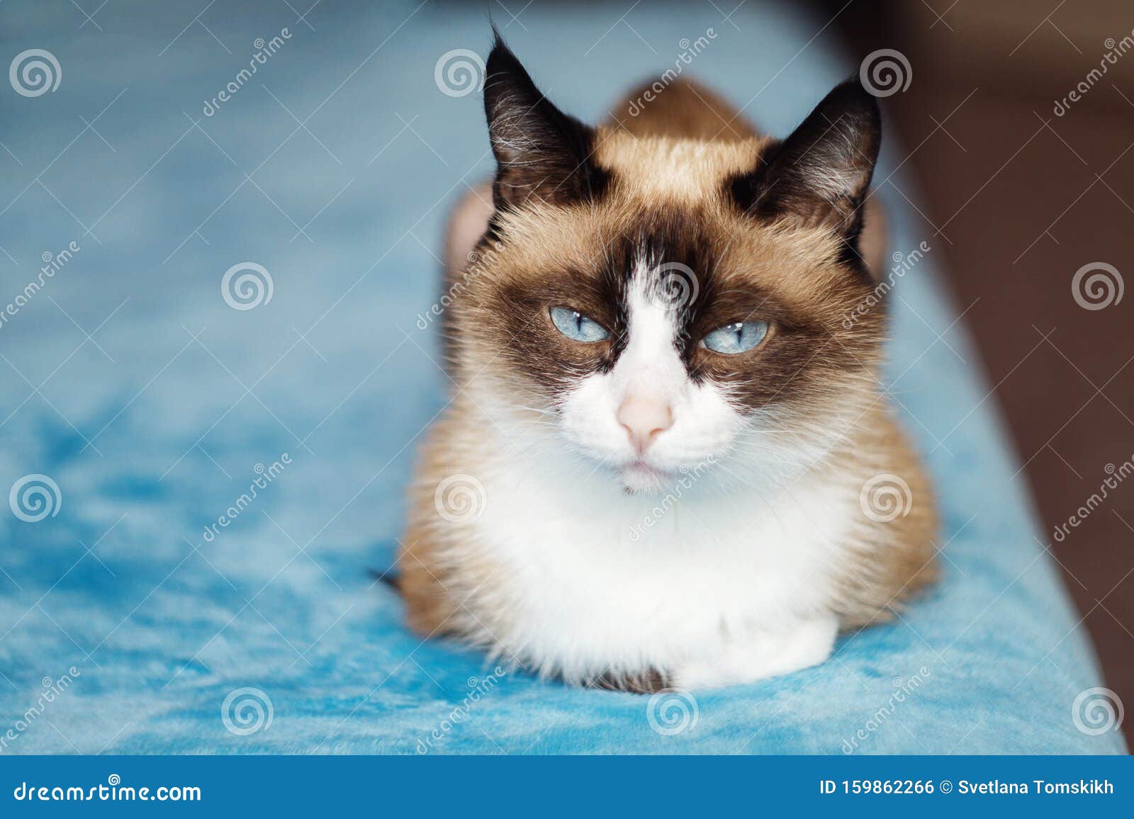 cat breed snowshoe sitting on blue background. selective focus , close up