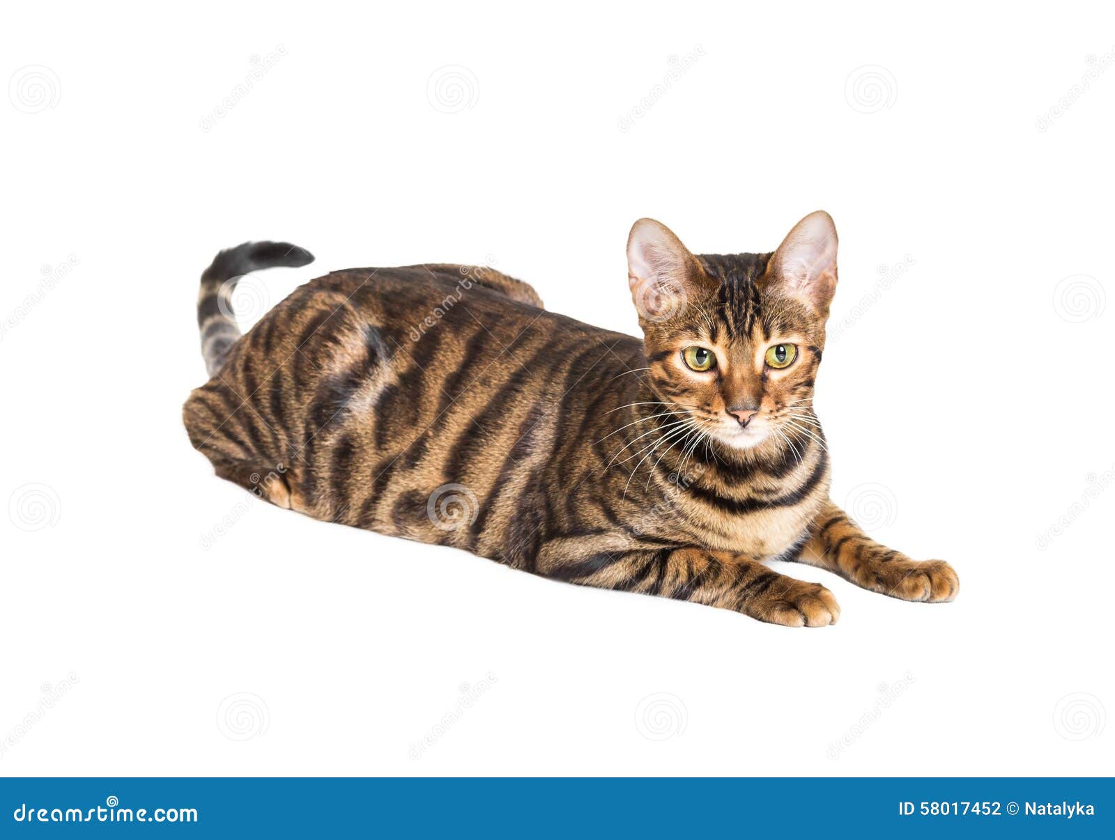 Cat breed toyger stock photo. Image of pretty, beautiful 58017452