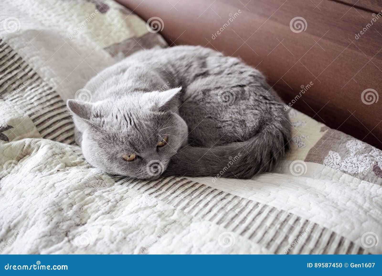 Cat British Shorthair Sleep Stock Photo Image of indoors, relax 89587450