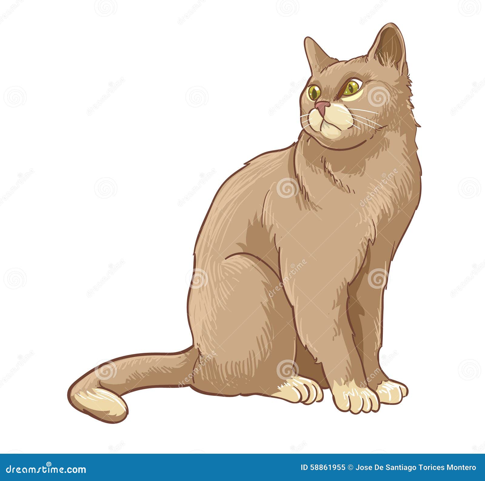 cat brown in white background