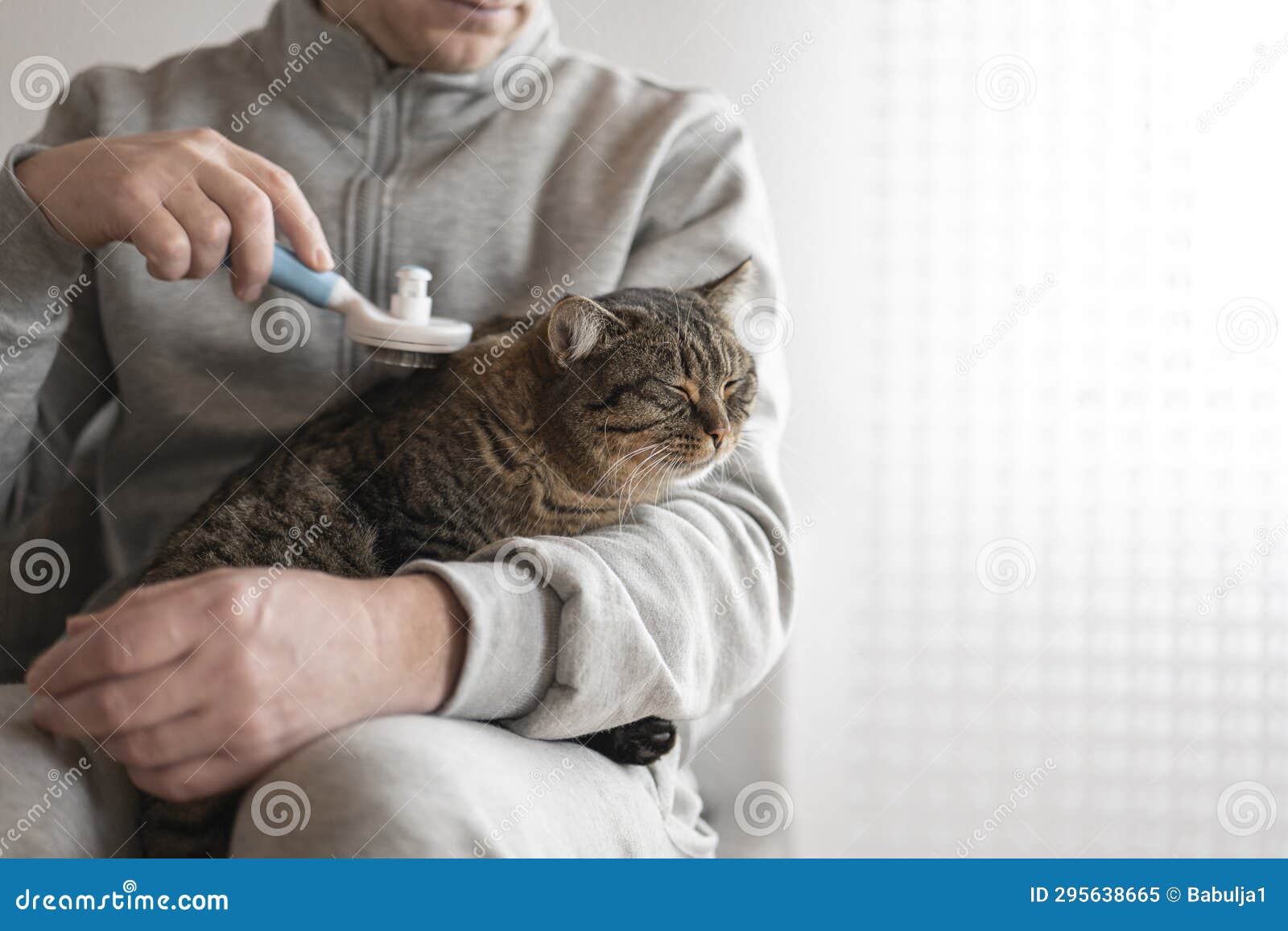 Cat Brushing. Cat Combing.Caring for Pets at Home. Gray Tabby Cat Close