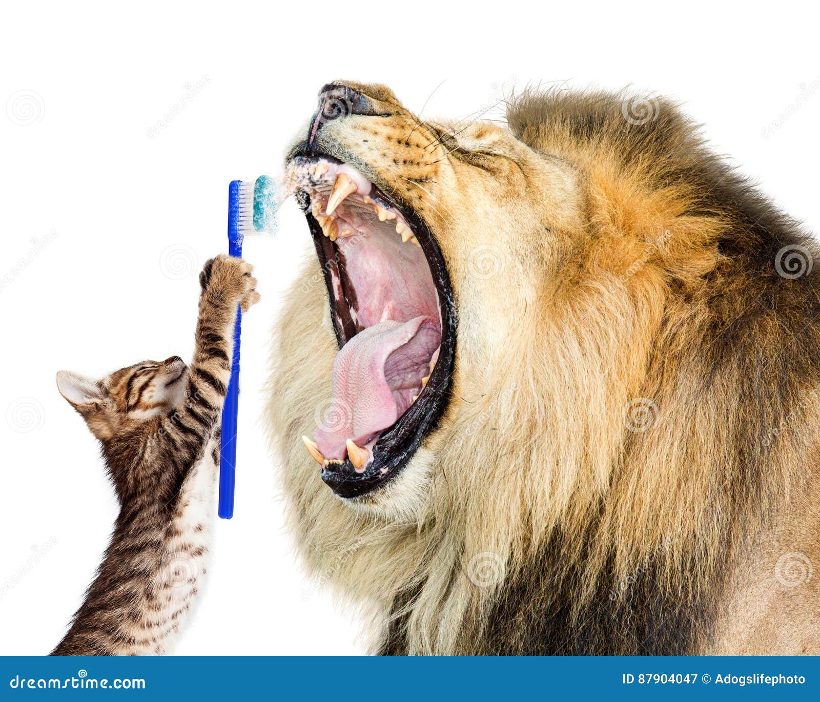 cat brushing lion`s teeth