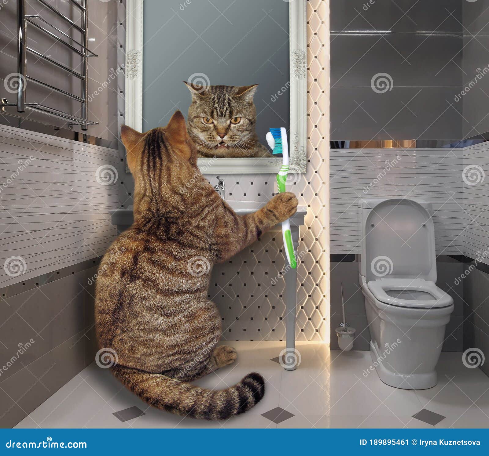 Cat Brushing Teeth in Bathroom Stock Image Image of humor, brush