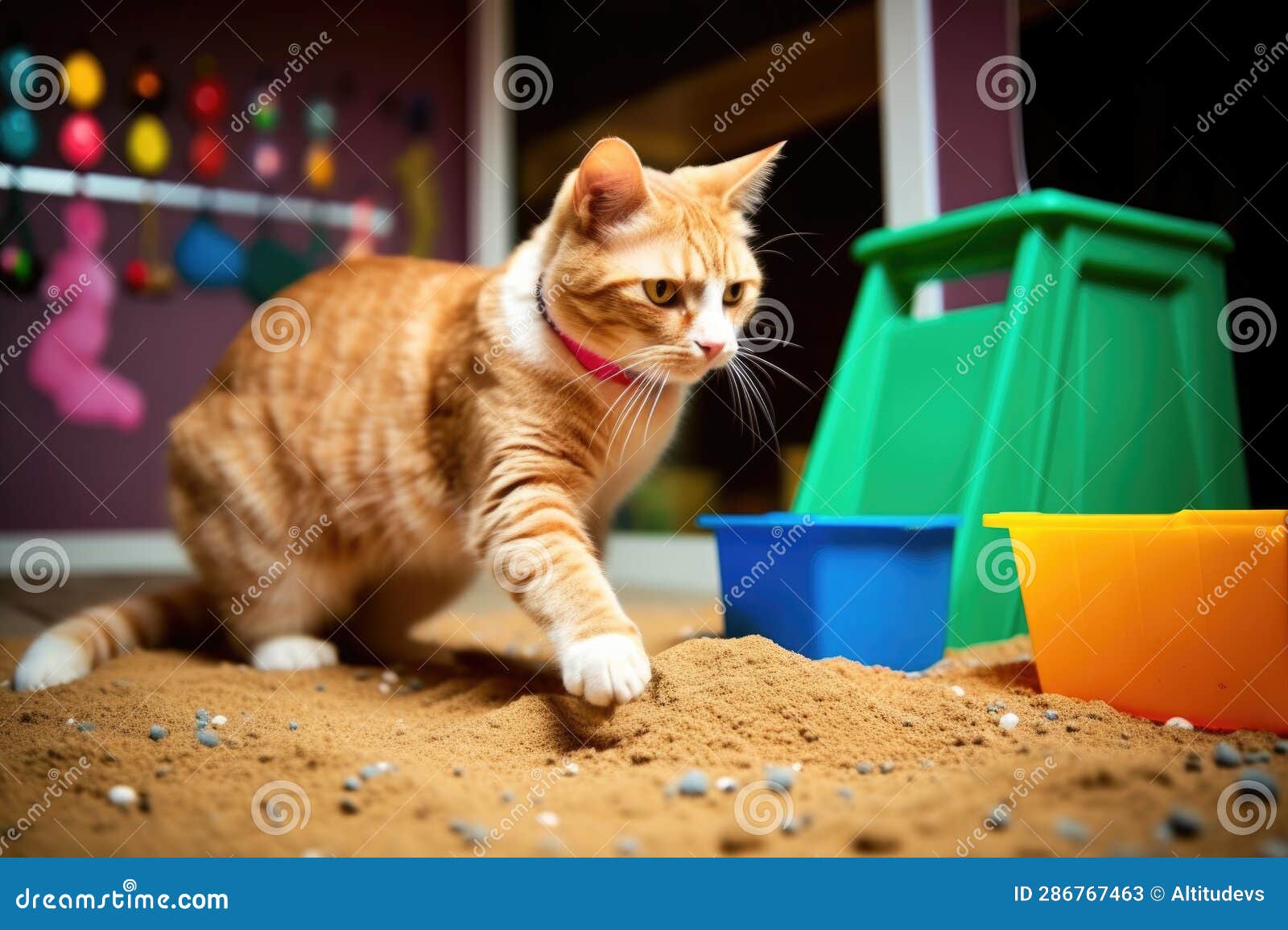 Cat Burying Waste in Litter Box with Focus on Sand Stock Image Image