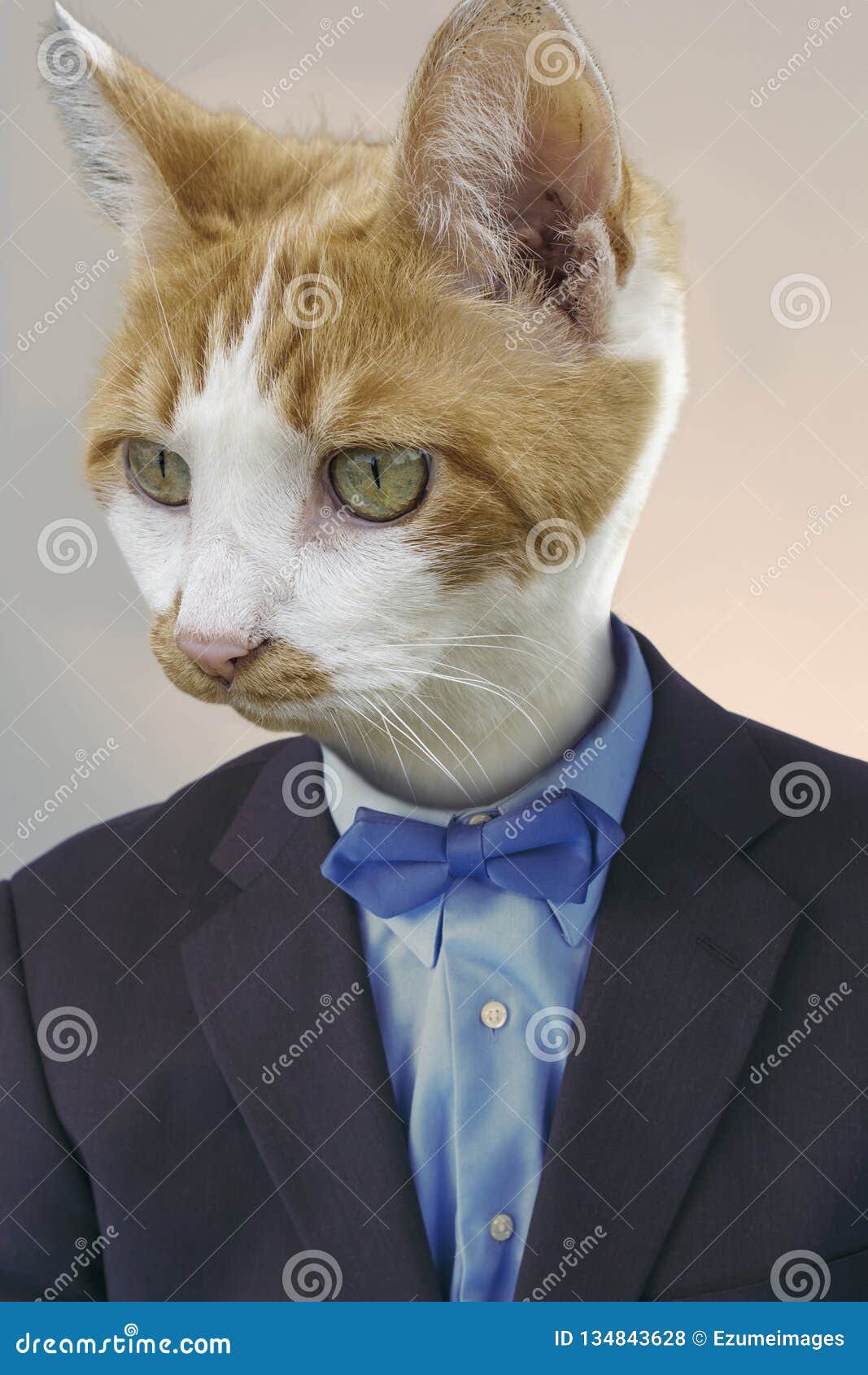 Cat Wearing Coat Stock Illustrations – 258 Cat Wearing Coat Stock  Illustrations, Vectors & Clipart - Dreamstime