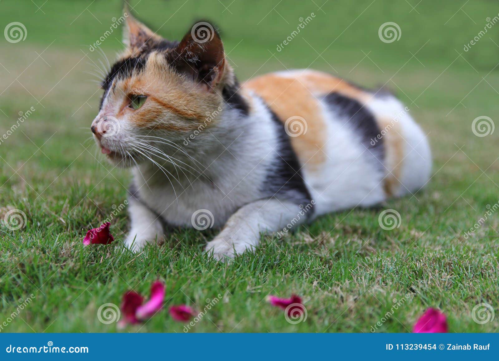 Cat stock photo. Image of petals, rose, nature 113239454