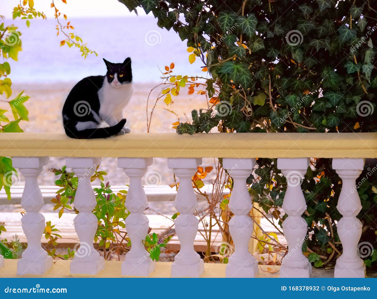 Cat in a Cafe on the Background of the Sea. Beautiful Card Stock Photo -  Image of cute, adorable: 168378932