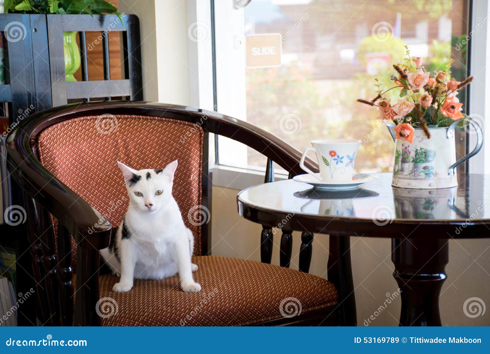 Cat Cafe stock image. Image of chair, animal, coffee 53169789