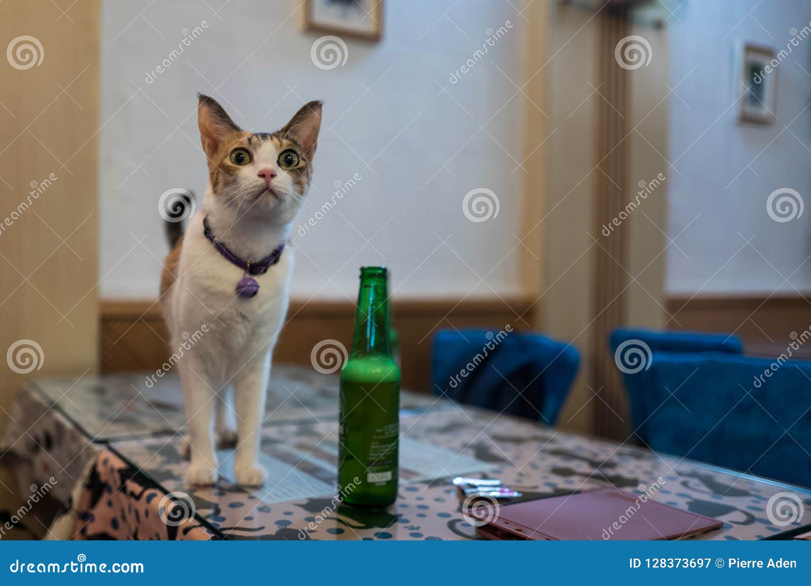 Cat in Cat Cafe in Taipei, Taiwan. Stock Image Image of home, hair