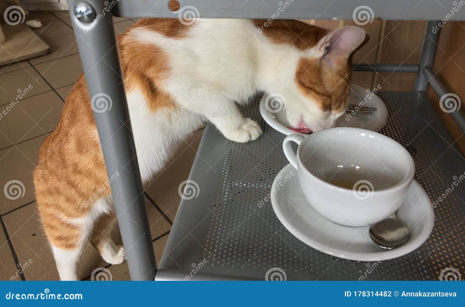  Cat  Cafe  In Wroclaw Poland Red  And White Cat  Eats Up The 