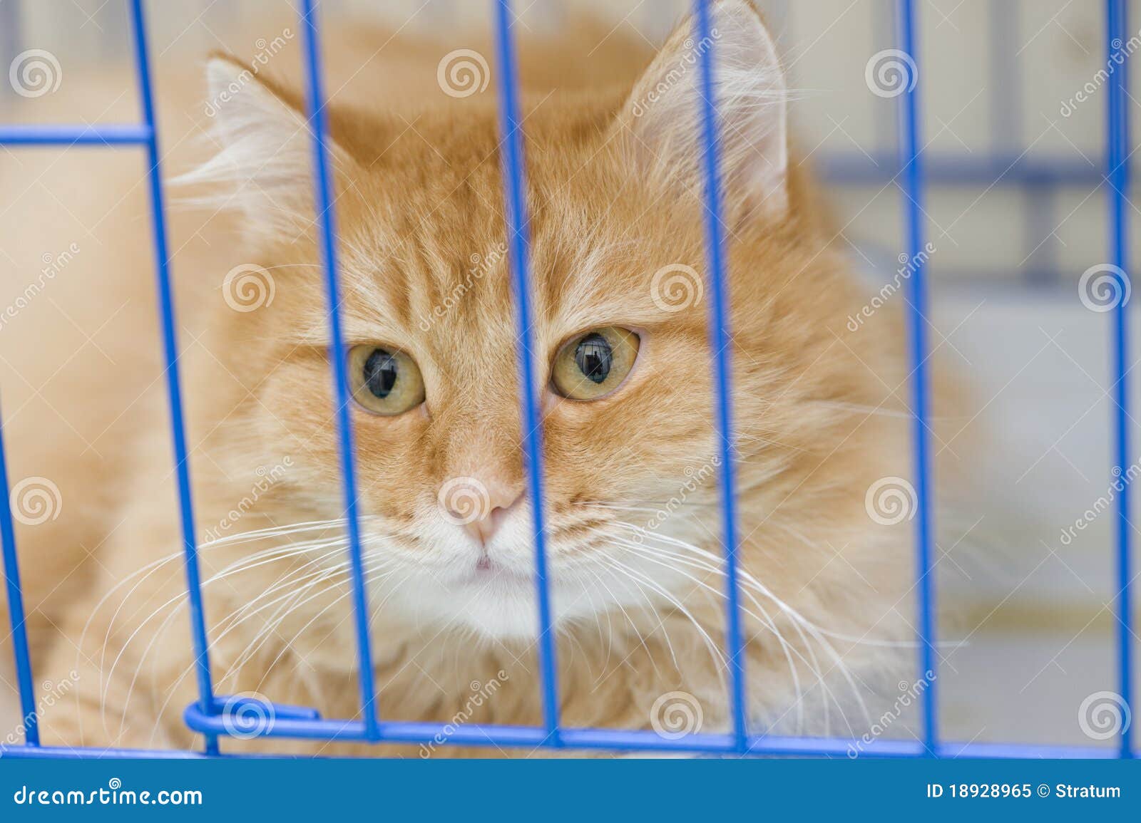 Cat in a cage stock image. Image of kitten, metal, trapped 18928965