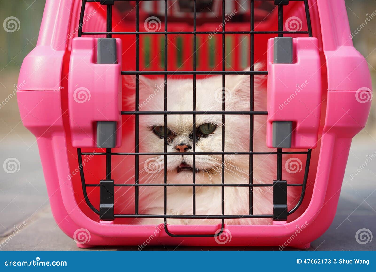 Cat in Cage Carrier stock image. Image of carrier, adorable 47662173