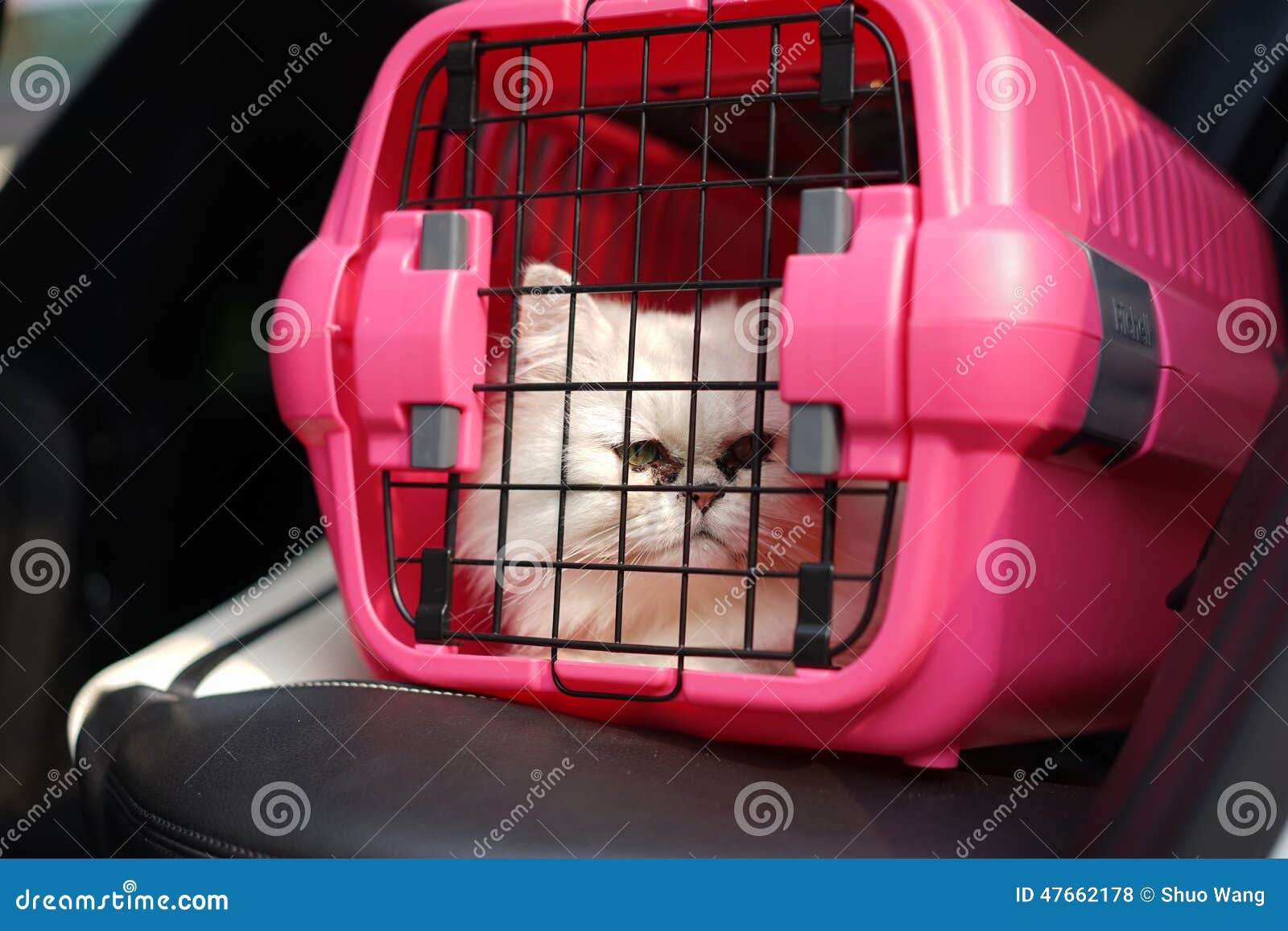 Cat in Cage Carrier stock photo. Image of face, eyes 47662178