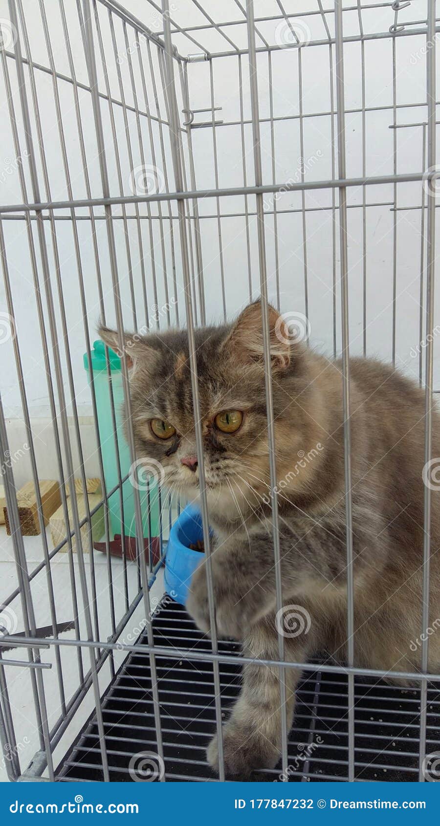 Cat in a Cage after Finish Take Shower Stock Photo Image of finish