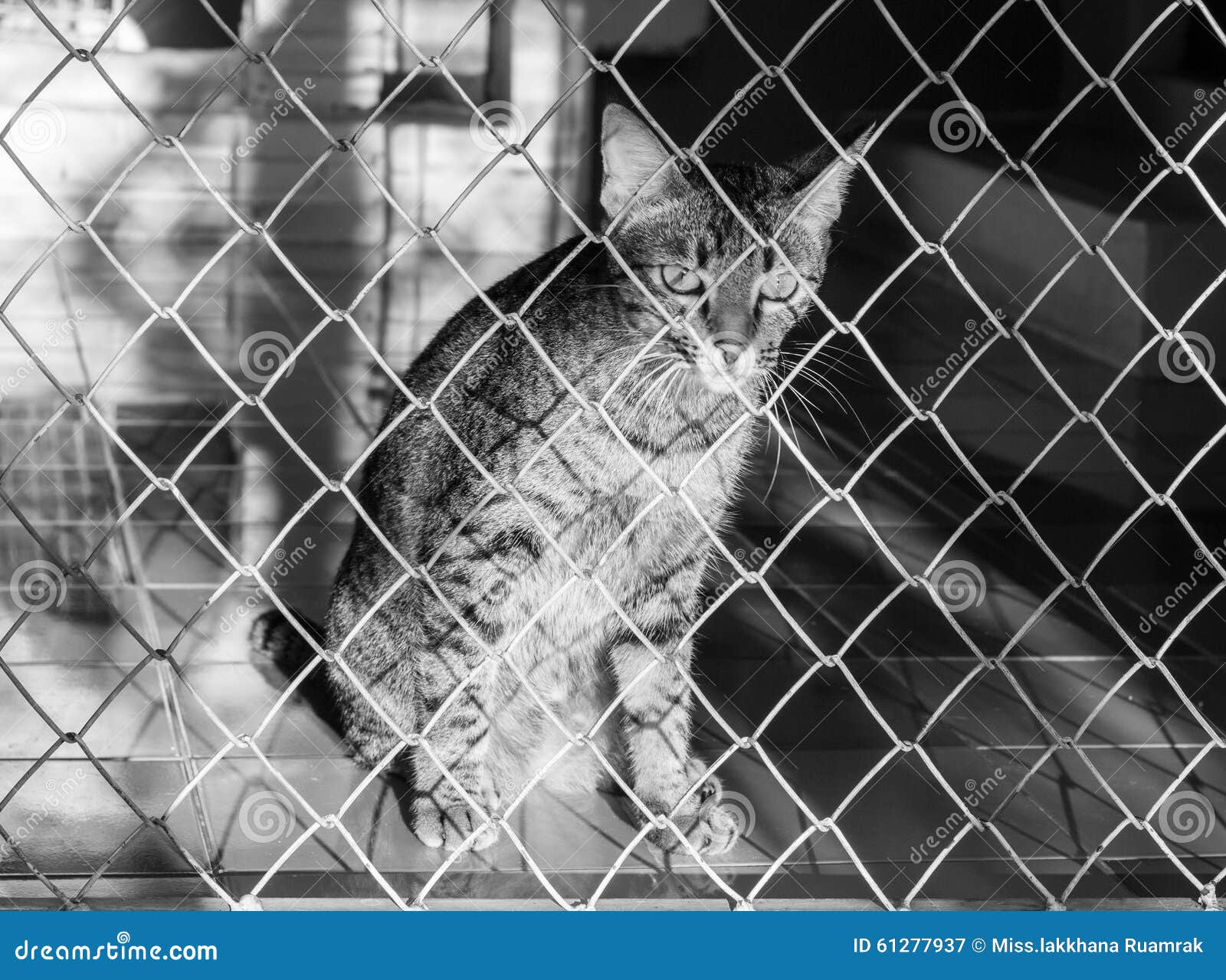 Cat in a cage stock image. Image of captivity, breed 61277937