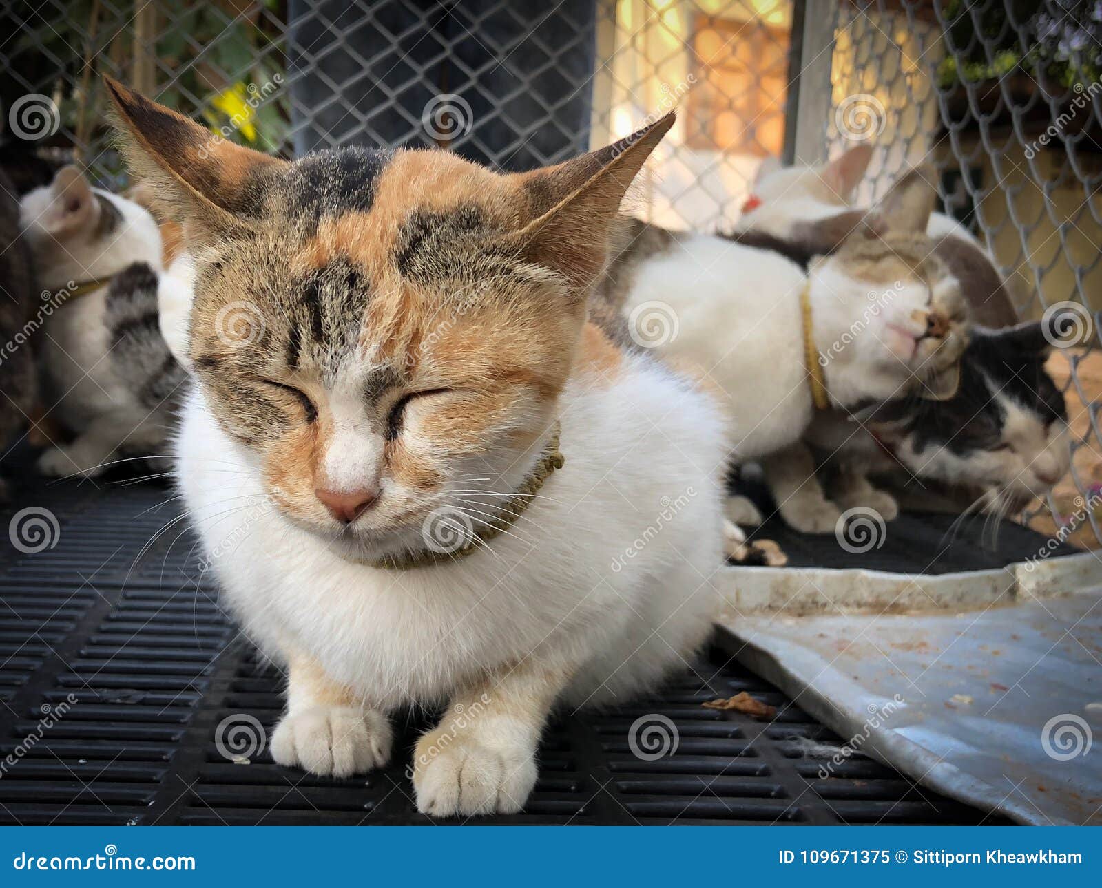 Cat in cage sleeping stock image. Image of kitten, litter 109671375