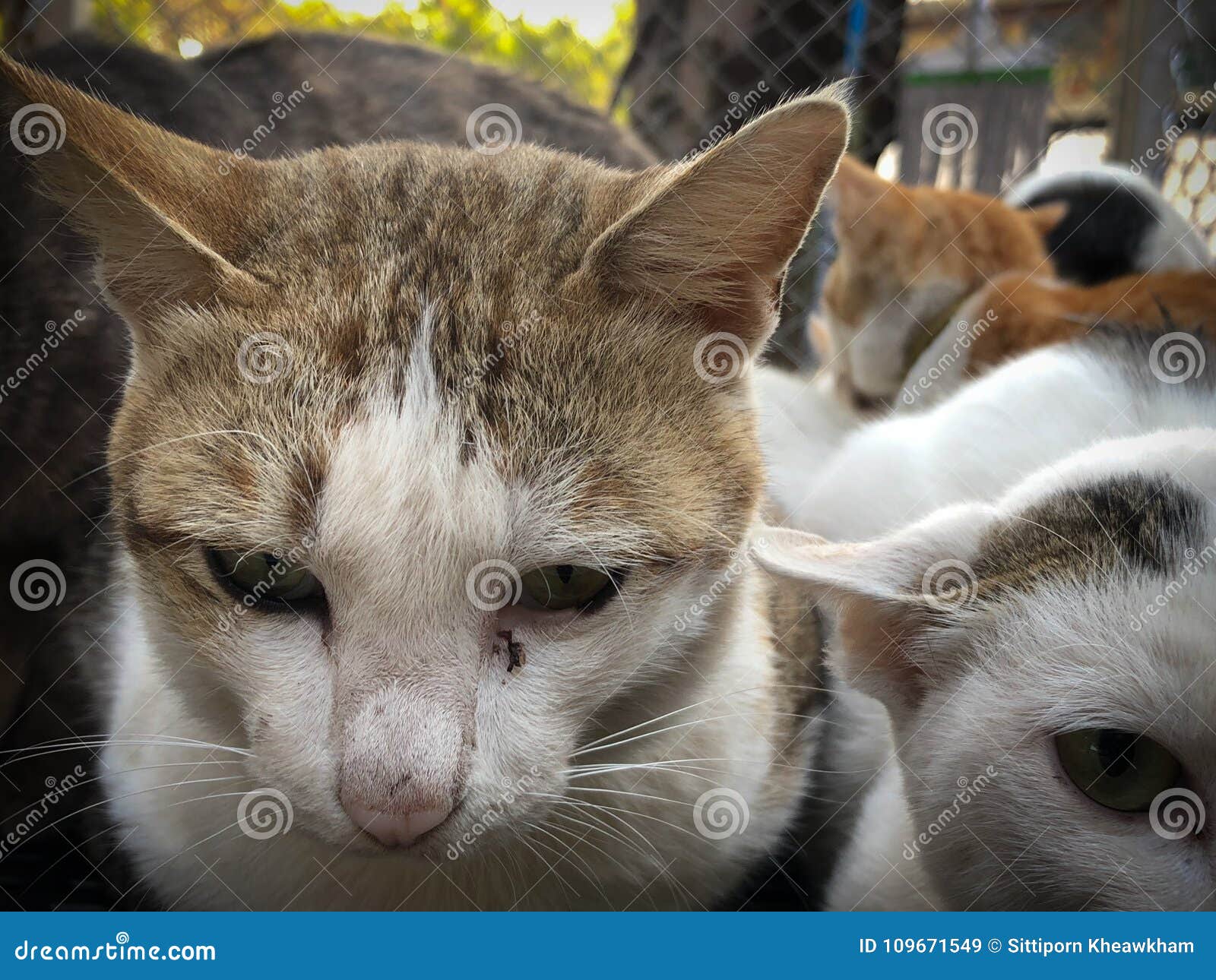 Cat in cage sleeping stock image. Image of color, lying 109671549